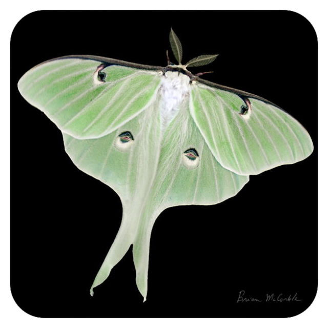 (image for) Luna BlackRC.png